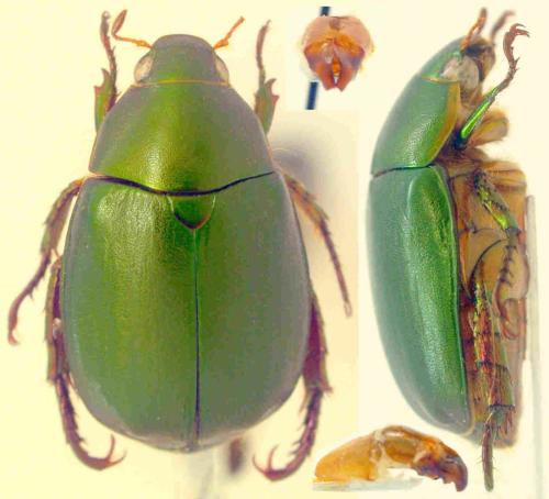 Réf. 341 829 : Anomala chloropus
